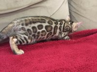 SHOW CLASS BENGAL KEDİSİ BEBEKLER