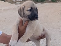 Orijinal üst düzey dişi kangal yavru