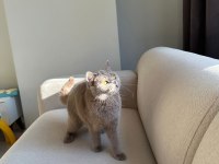 LİLAC BRİTİSH SHORTHAİR KEDİMİZE AİLE ARIYORUZ