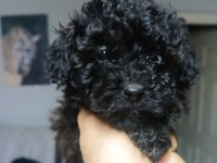 İki aylık dışı poodle