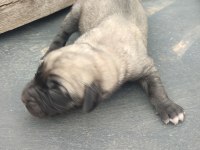 Anadolu Çoban Köpeği Yavruları