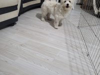 En güzel morkie