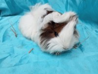 Safkan Coronet Ginepig Yavrularımızı Gördünüz Mü?