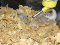 ÖZEL SİYAH GÖZLER HAMSTER