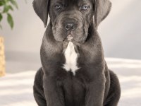 Heybetli Irk Garantili Cane Corso Yavrular