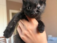 KEDİMİZ RAFADAN YUVA ARIYOR