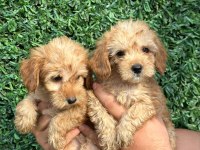 F1 0 Numara Maltipoo Yavrularım Hazır
