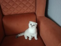KIRIK KULAK DİŞİ KEDİMİZ YENİ SAHİBİNİ BEKLİYOR