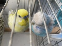 2 çift muhabbet kuşu cins