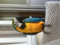 FULL EVCİL ARA MACAW 5 AYLIK
