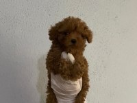 Wc eğitimli İzmir de ev üretimi poodle köpekler