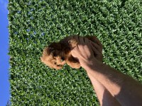 Poodle Ayarında Kaliteli Yavrum Yeni Ailesini Arıyor