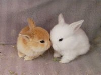 SARI KAHVERENGİ KARAMEL HOLLANDA LOP YAVRU TAVŞANI
