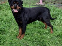 A şecereli üretim izinli korumacı erkek rottweiler