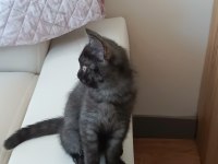 Kara kız british shorthair