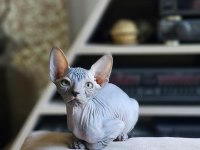 Sphynx (sfenks) 2.5 aylık