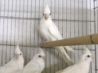 Yavru Albino Sultan Papağanlar
