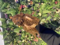 Efsane yavru poodle köpeklerimiz