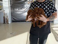 Türkiye’nin en güzel Maltipoo yavruları Ankara mağaza 
