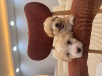 Minik maltipoo bebeklerim