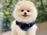 ORJİNAL POMERANİAN