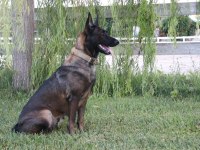 TESLİME HAZIR FCI KIF ŞECERELİ MALİNOİS YAVRULARIM