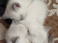 Ücretsiz sahiplendiriyoruz kedilerimizi
