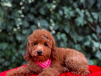 Safkan red brown toy poodle yavrular