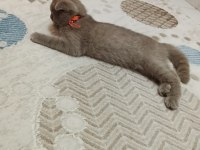 Scottish fold yavrusu