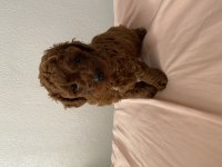 red brown toy poodle dişi