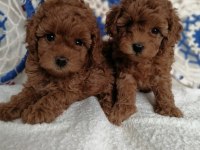 Kore teddy face poodle