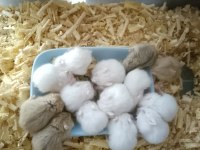 Üreticiden hamster