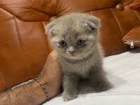 Scottish fold kedimiz yeni ailesine gitmeye hazır