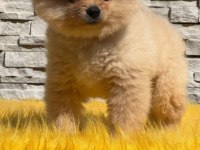 Antalya pomeranian boo