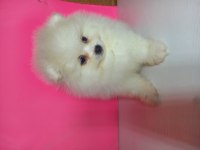 Kartopları yeni yuvalarına gitmeye hazır pomeranian
