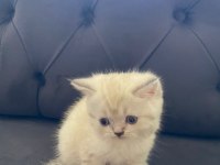 Yavru british shorthair
