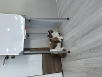 Şecereli ragdoll kızımız yeni yuvasını arıyor