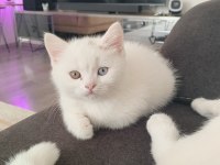British Shorthair 3 Aylık