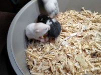 YAVRU SYRİA HAMSTERLAR