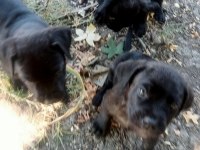 Cane corso brindle yavrular