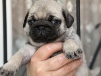 Pug Mops Bebekler