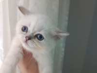 Teslime hazır 2 aylık dişi british shorthair bebeğim