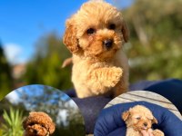MİNİ MALTİPOO YAVRULARIMIZ