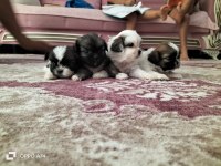 Shih tzu şitsu 0 numara yavrular
