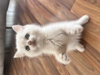British Shorthair Yavrular