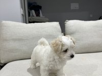 Köpeğimiz için görüşülür