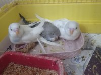 Yeni Yem Yemeye Başladı Muhabbet Kuşumuz