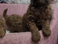 Kore toy poodle teacup