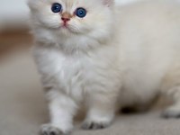 Cam Gözlü NS1133 British Longhair