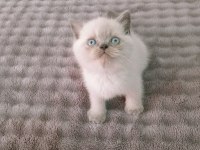 Mavi gözlü blue point british shorthair yavrular